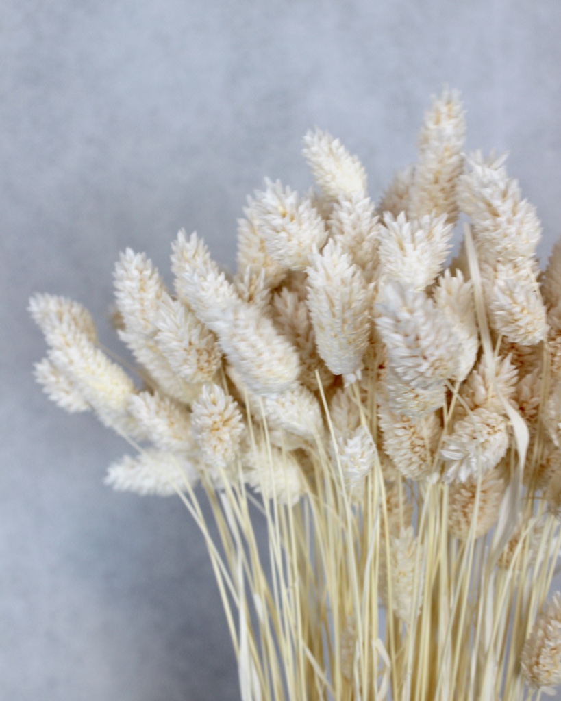 Phalaris Trockenblumen - gebleicht im Bund