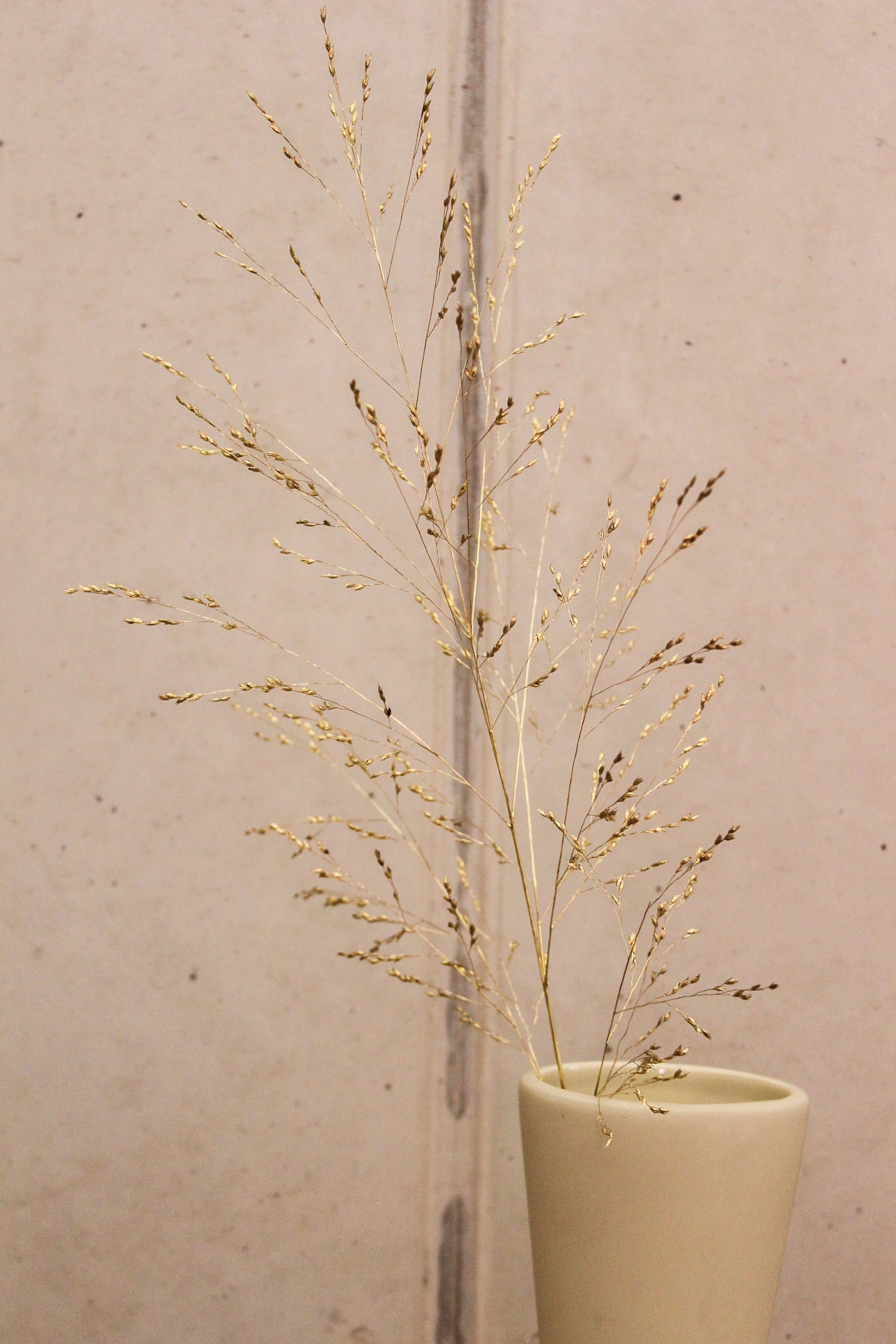 3er Set Gräser getrocknet - Gold