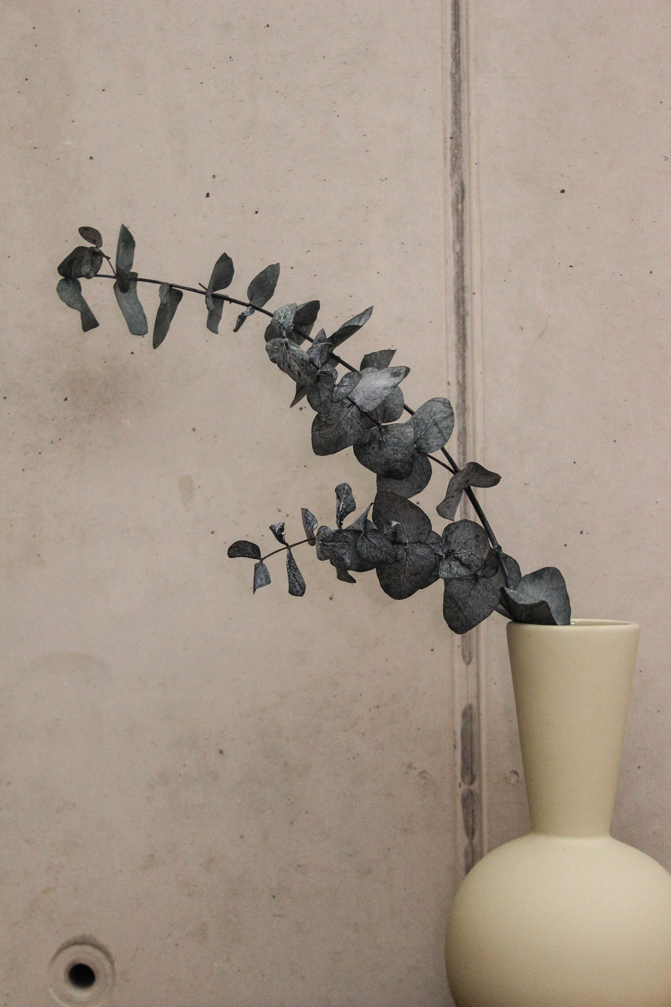 Stabiliesiertes Eukalyptus groß