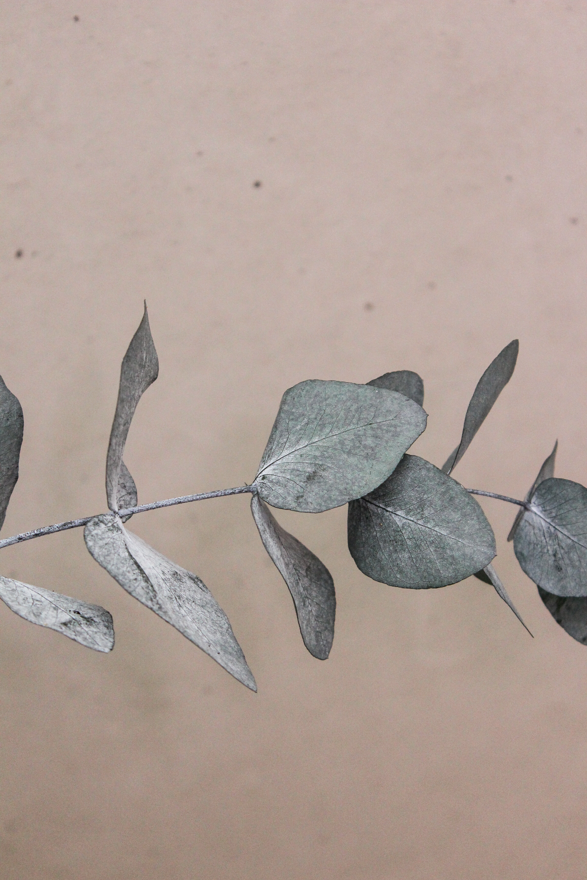 Stabiliesiertes Eukalyptus groß