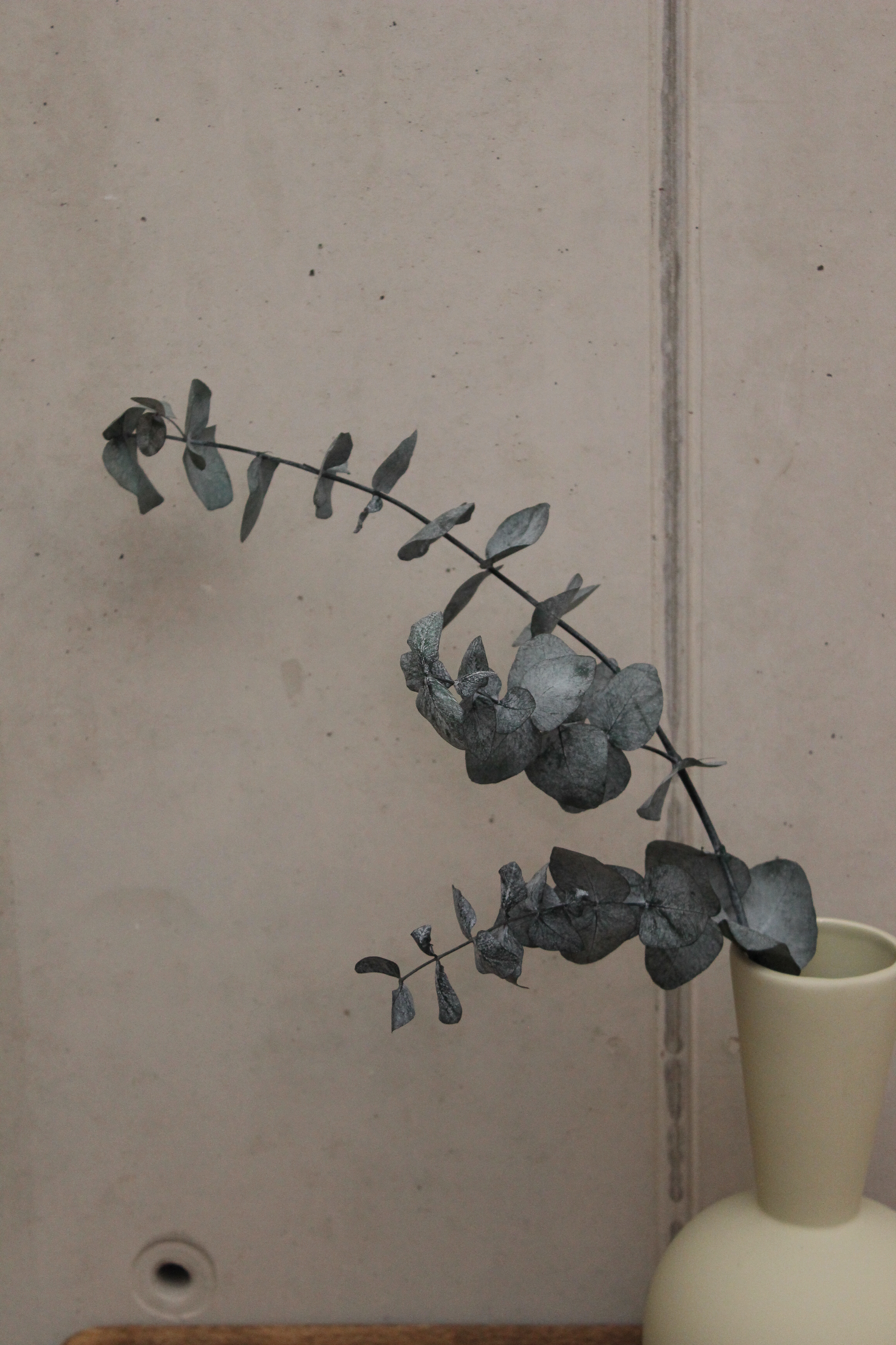 Stabiliesiertes Eukalyptus groß